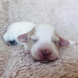 Firefly - Piebald male Dachshund puppy in Highland, California from BAES Teufelshunde