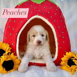 Bernedoodle Puppies from Dulcito Bernedoodles