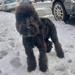 Atlas - Black male Goldendoodle puppy in Philadelphia, Pennsylvania from Philly's Designer Doodles