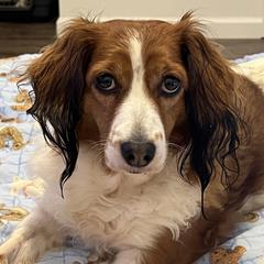 Fanta - Nederlandse Kooikerhondje