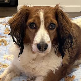 Fanta - Nederlandse Kooikerhondje