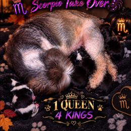 Shihtzu - Black and white male Shih Tzu puppy in Hillsborough, North Carolina from A Handful of Love Breeders.LLC