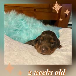 Hershey - Chocolate and tan male Dachshund puppy in Louisa, Kentucky from Mini Doxies of Eastern KY