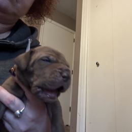 Girl 5 - Chocolate Great Dane puppy in Pennsylvania from Pocono Mountain Great Danes