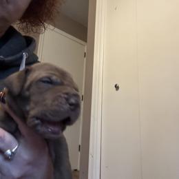 Girl 5 - Chocolate Great Dane puppy in Pennsylvania from Pocono Mountain Great Danes