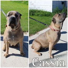 Cassia - Cane Corso