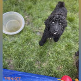 Poodle Puppies from Sarah’s Standards