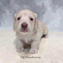 Massey - Cream male Dachshund puppy in Oklahoma City, Oklahoma from OkieDoxieland Dachshunds
