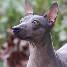Fern - American Hairless Terrier