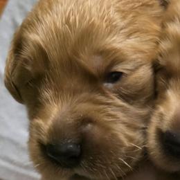 Dirty Deeds - Dark golden male Golden Retriever puppy in Princeton, Minnesota from Bewitched Goldens