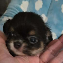 Titan - Black and tan male Chihuahua puppy in Kyle, Texas from joy of chihuahuas tx