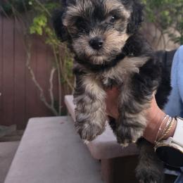 Yorkipoo Puppies from TheSocialk9