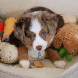 Sage - Red merle male Toy Australian Shepherd puppy in Albia, Iowa from J Bar M Toy and Mini Aussies