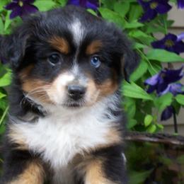 Miniature Australian Shepherd puppies from Buck-Run Puppies