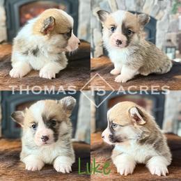 Luke - Red male Pembroke Welsh Corgi puppy in Raymond, Illinois from Thomas Acres