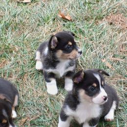 Pembroke Welsh Corgi Puppies from Nistler's Farm Corgis