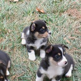 Pembroke Welsh Corgi Puppies from Nistler's Farm Corgis