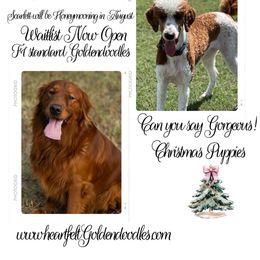Goldendoodle puppies from Heartfelt GoldenDoodles