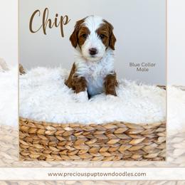 Chip - Red  male Goldendoodle puppy in Bell Buckle, Tennessee from Precious Puptown Doodles