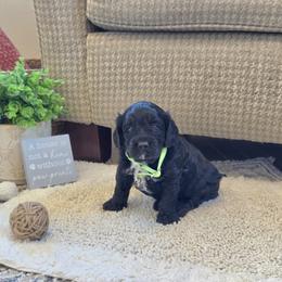 F1B Meet Boy 3 - Black and white male Cavapoo puppy in Centerville, Iowa from Barnyard Dachshunds, Dals & Doodles