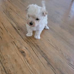 Ivan - Cream male Maltipoo puppy in Mena, Arkansas from Belle Ball Puppies