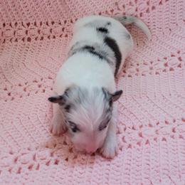 Comet - Slate merle male Border Collie puppy in Morgan, Texas from Shooting Star Ranch