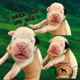 MR GREEN - White male Boxer puppy in Deland, Florida from Huntley Boxer Pieces
