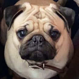 Phoebe - Pug