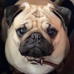 Phoebe - Pug