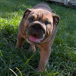 Jayne Mansfield - Red female Bulldog puppy in Lakeland, Florida from Strickly Bulldogs