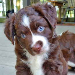 Miniature Australian Shepherds from Berry Fine Mini Aussies