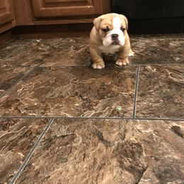 Bulldog and French Bulldog Puppies from English and Frenchie kennels