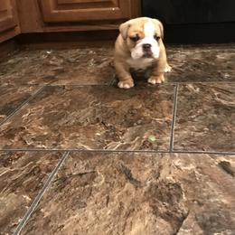 Bulldog and French Bulldog Puppies from English and Frenchie kennels