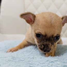 Charlie - Fawn brindled black male Chihuahua puppy in Sherwood, Arkansas from Bartelt Breeders