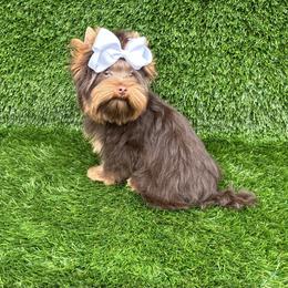 Neo - Chocolate and tan male Yorkshire Terrier puppy in Smithville, Oklahoma from Bristy’s Pampered Pups