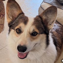 Girl 1 - female Pembroke Welsh Corgi puppy in Hawi, Hawaii from Corgis Hawaii Pleasantstone Aloha Corgis