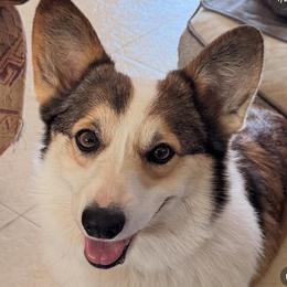Girl 1 - female Pembroke Welsh Corgi puppy in Hawi, Hawaii from Corgis Hawaii Pleasantstone Aloha Corgis