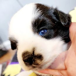 Companion Crosses and Miniature Australian Shepherds from Rodeo Ranch Aussies and Aussie Mo's