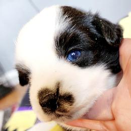 Companion Crosses and Miniature Australian Shepherds from Rodeo Ranch Aussies and Aussie Mo's