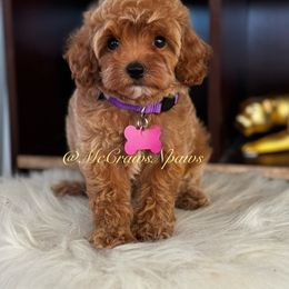 Cavapoo, Maltipoo, and Poodle Puppies from McCraws N Paws
