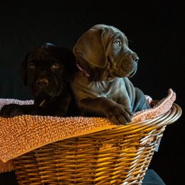 Cane Corso Puppies from RiverStone Gardens