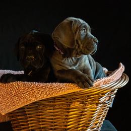 Cane Corso Puppies from RiverStone Gardens