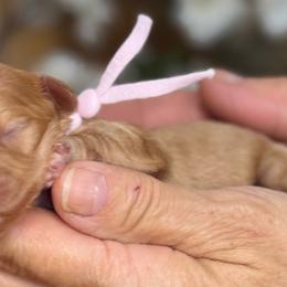 Lily - Apricot female Cavapoo puppy in Yuciapa, California from AlltheDoodlez_