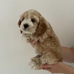 Coconut - Buff and white male Cockapoo puppy in Layton, Utah from Cookie Cocker Farms