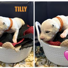Tilly - White and black female Dalmatian puppy in Des Moines, Iowa from Spot Splattered Dalmatians
