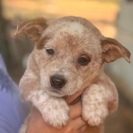 Chunky adorable girl - Red speckled female Australian Cattle Dog puppy in Scurry, Texas from RedHorizon AKC Australian Cattle Dogs (Heelers)