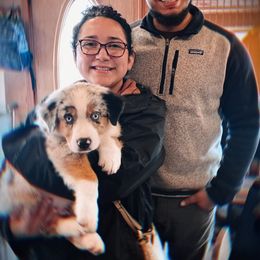 Australian Shepherd Puppies from Discovery Hill Australian Shepherds