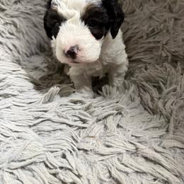 Girl 2 - Black and white female Bernedoodle puppy in Montrose, Michigan from Livy’s Doodles