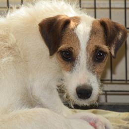 Ruby - Jack Russell Terrier