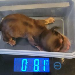 Violet - Red female Dachshund puppy in Terlton, Oklahoma from CLARK'S BREEDING PROGRAM